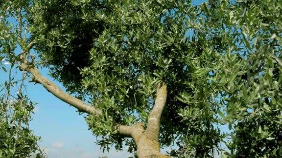 在刮风的日子里绿色的橄榄树伸出了树枝