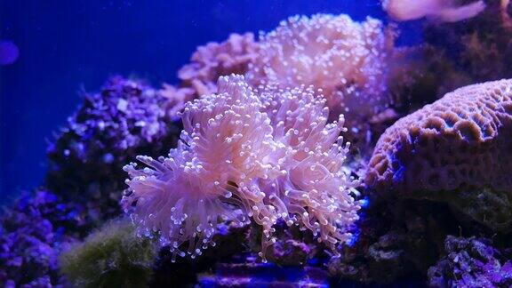 美丽的海底花与珊瑚和鱼的世界