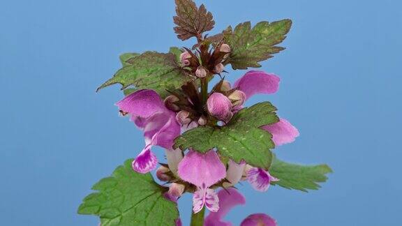 紫色天使长(Lamiumpurpureum或红色死荨麻或红色henbit)春天的野花特写孤立在蓝色屏幕上