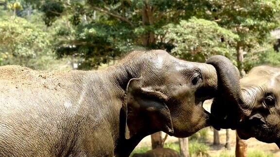 大象接吻一群野生大象