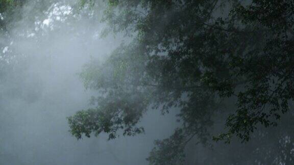 神秘的雾在森林迷雾烟雾