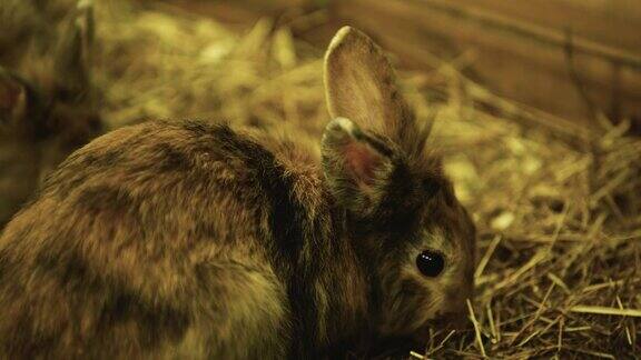 专注拉草的毛绒绒的兔子