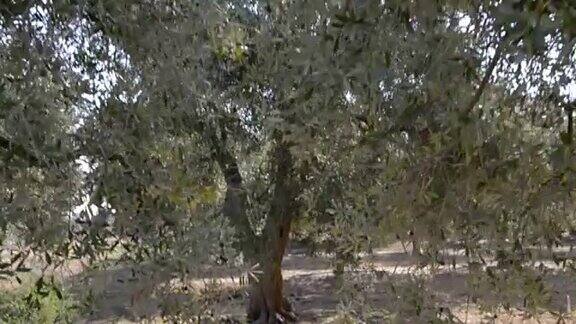在萨伦托的橄榄树和红土中漫步
