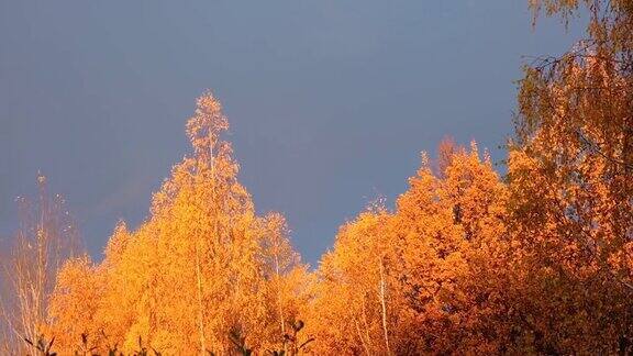 黑暗的天空和黄叶金色的树叶低角度的观点落叶从秋天金色的树上落下金色的小时秋天的日落