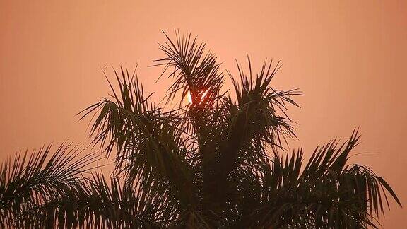 太阳从印度热带地区的棕榈树上升起