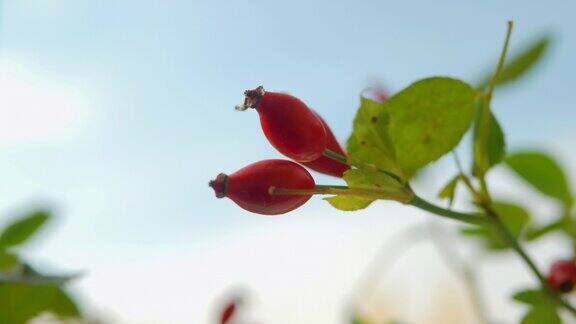 成熟的红色野玫瑰浆果在树枝上背景是夏天的天空森林浆果用于顺势疗法