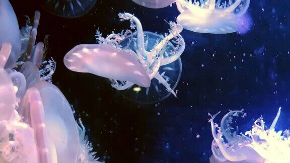 水母倒立在黑暗的水下世界的海洋动物