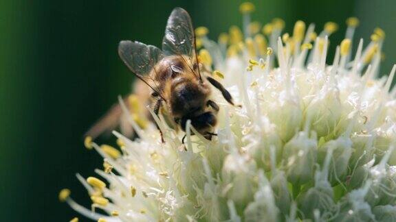 蜜蜂采蜜特写镜头