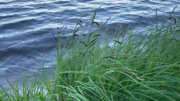 4k水景观藤条在河边随风摇曳的芦苇慢动作