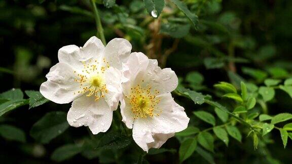 雨落在白野玫瑰花上-特写