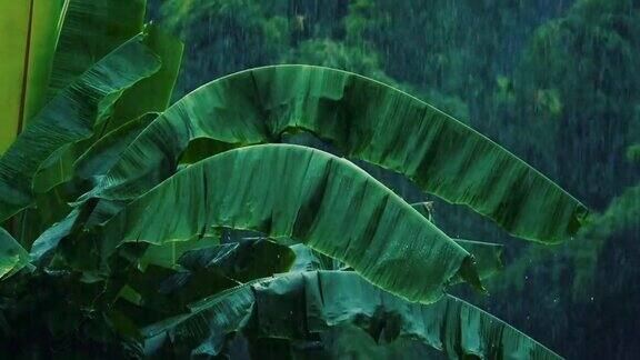 雨季雨水落在绿色的香蕉叶上
