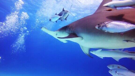 水下拍摄成群游动的鲨鱼