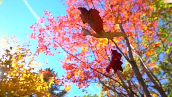 慢镜头近距离观察树林里秋天的树上红色和黄色的叶子飘落下来