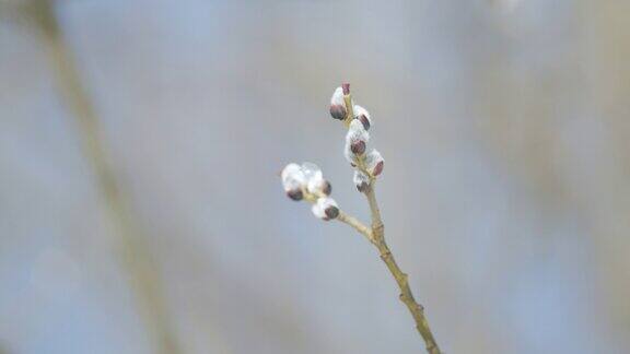 初春的柳树枝被冰覆盖毛茸茸的花蕾在春天盛开散景