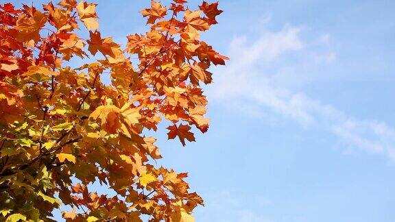 枫叶树枝和秋叶的颜色梯度