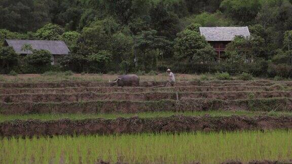 越南沙巴麦洲一名越南农民正在和一头公牛犁地