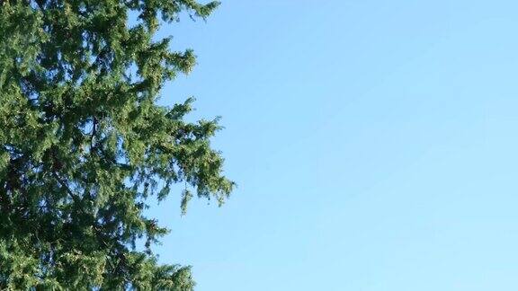 以蓝天为背景的大树