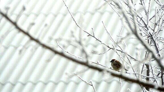 冬天树上的麻雀