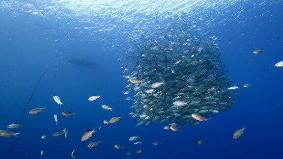 在加勒比海的珊瑚礁中鲭鱼成群的海景
