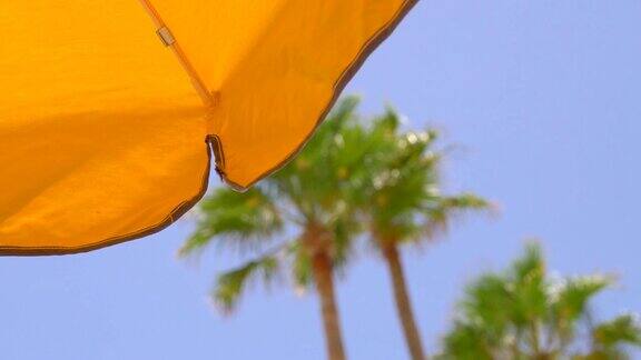 棕榈树环绕的伞(4k慢镜头60fps)