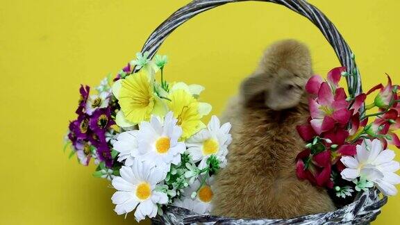 小兔子在花上