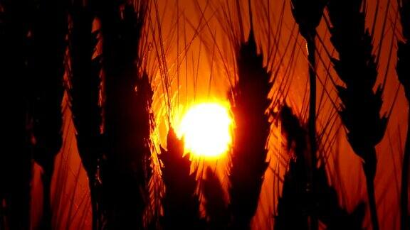 夕阳下的金色小麦