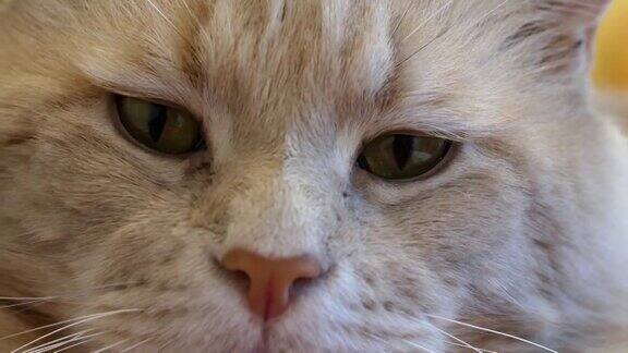 这只可爱的姜黄色猫发出呼噜声高兴地闭上眼睛缅因库恩猫