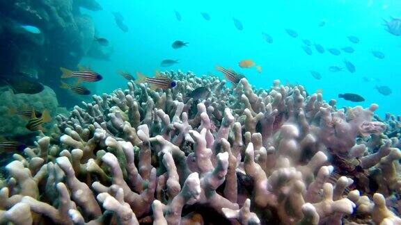 水下的热带海洋景观不同颜色的鱼和珊瑚