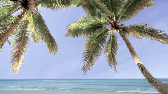美丽的海滩上有椰子树
