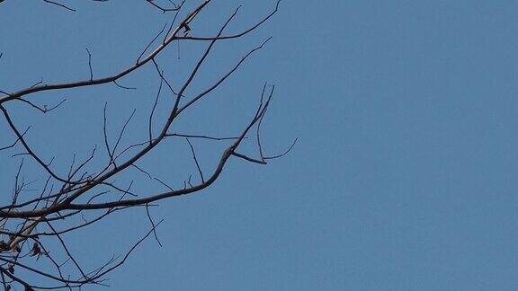 Chestnut-headed食蜂鸟鸟