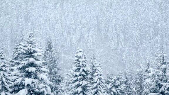 美丽的松树下的雪循环