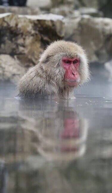 野生猴子在温泉里吃坚果