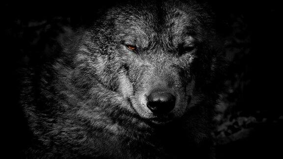 狼的咆哮与火热的眼睛抽象
