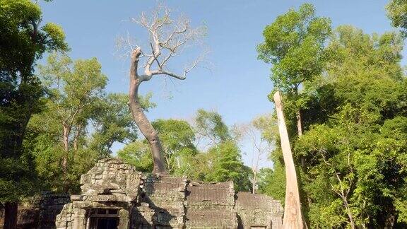 古庙中生长着一棵巨大的古树