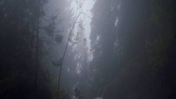 山上的森林被雾所覆盖