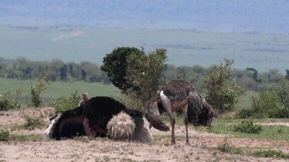 鸵鸟鸵鸟雄性和雌性求偶前展示肯尼亚马赛马拉公园实时4K