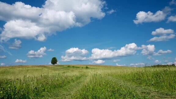 孤独的树在蓝天白云的背景下