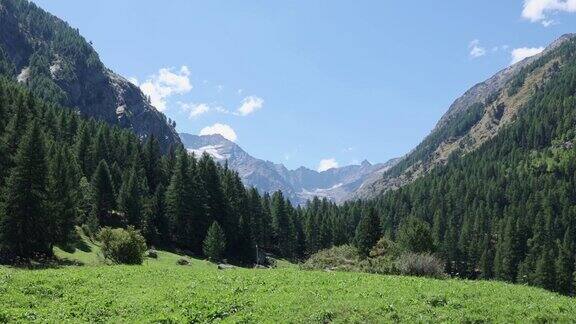 意大利阿尔卑斯山脉在一个阳光明媚的夏日看到绿色的草地和蓝天