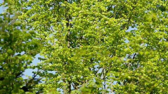 慢镜头:绿叶在苍翠的树冠下飘动映衬着蓝天