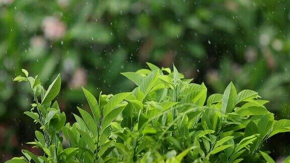 雨和风在绿色的树叶上雨季