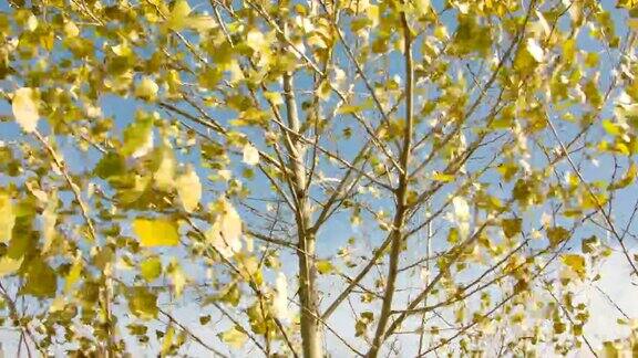 桦树在风中落叶
