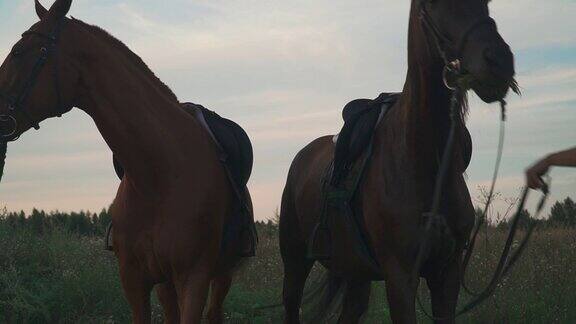 两匹马在田里吃草