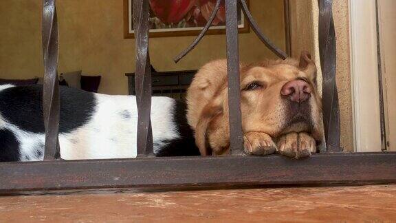 一只寂寞无聊的狗鼻子夹在两条栏杆中间旁边是一只睡着的狗