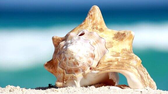 加勒比海沙滩上的贝壳