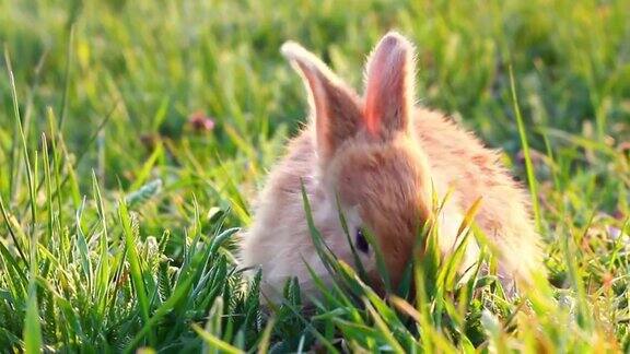 傍晚在明亮温暖的阳光下一只毛茸茸的小兔子坐在绿色的草地上近距离地吃着绿色的小草复活节兔子