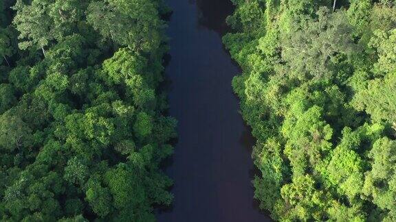 孙盖坦柏林河流经的热带雨林