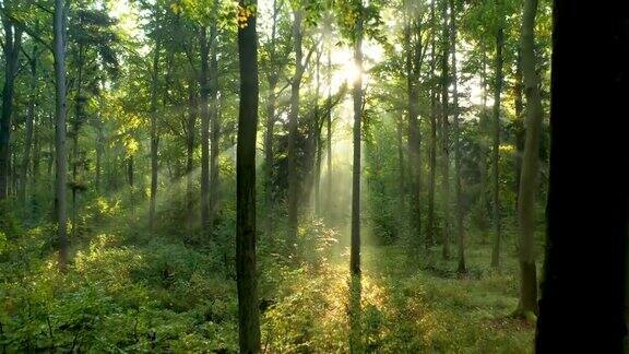 森林中美丽的早晨航拍镜头