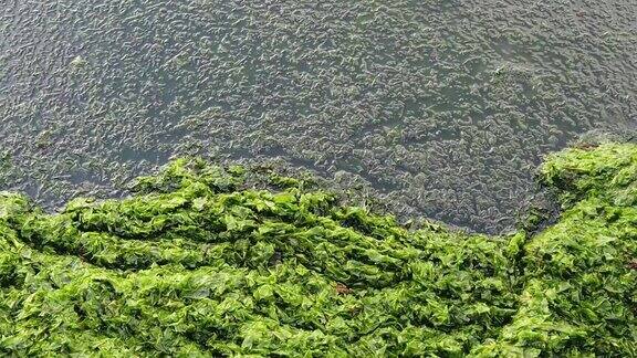 夏天清澈的大海和岸边的波浪