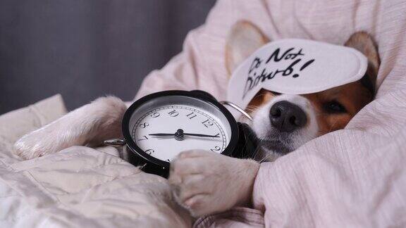 可爱的红白相间的柯基趴在床上睡觉爪子抓着闹钟头枕在枕头上盖上毯子戴眼罩近距离肖像的漂亮宠坏的狗