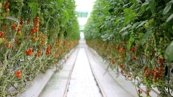 用于种植番茄的温室综合体